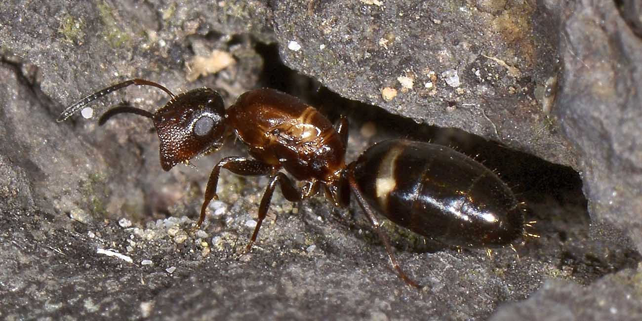 Camponotus truncatus, femmina errabonda